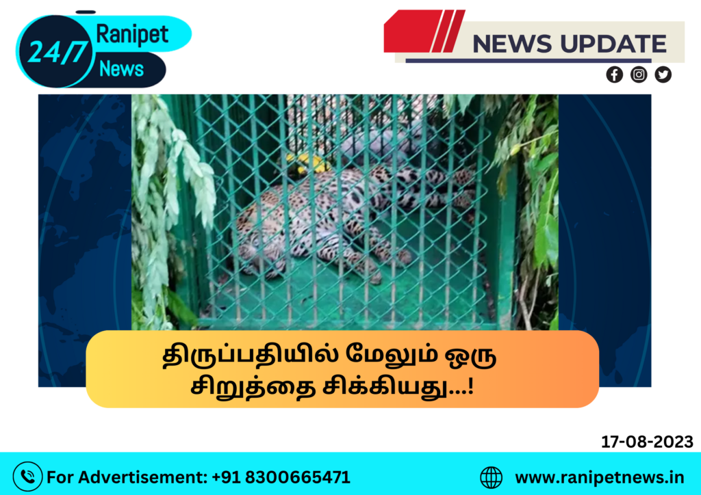 Another leopard caught in Tirupati!